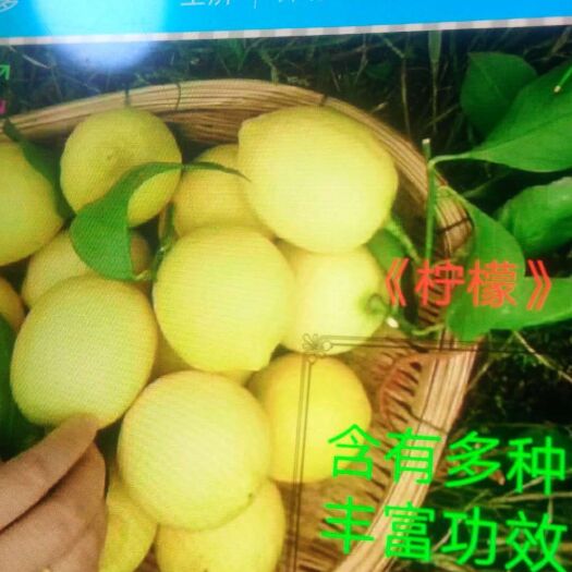 云阳黄柠檬 2.7 - 3.2两