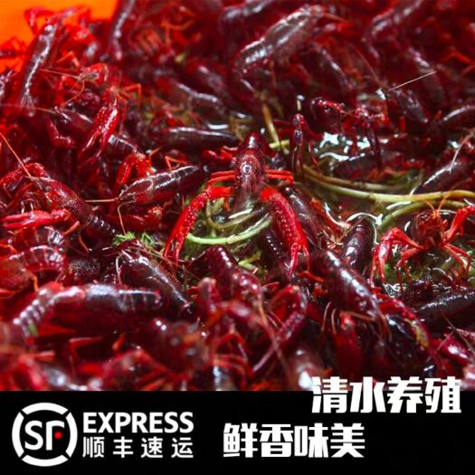 南京安徽小龙虾 4-6钱 塘虾
