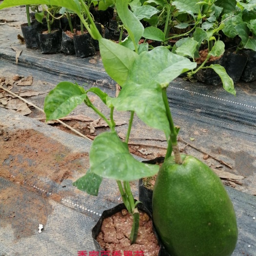灵山县甜蜜蜜百香果苗