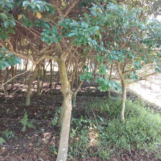 灵山县白银树