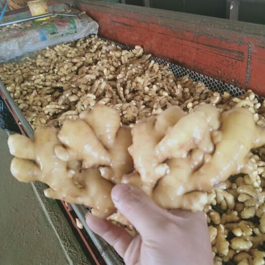 泗水县小黄姜 保质保量合作共赢