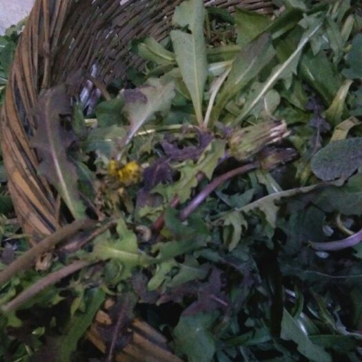 五莲县蒲公英茶 一级 袋装