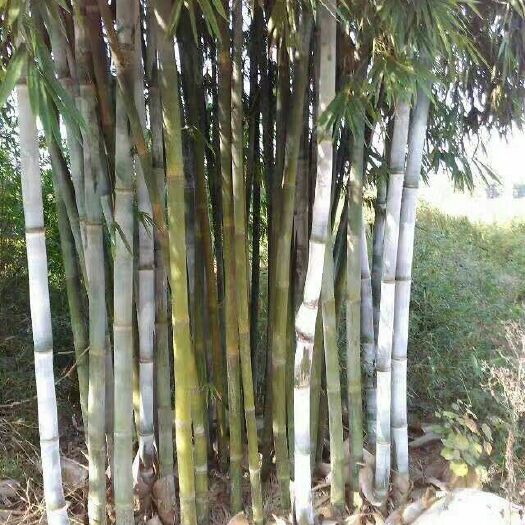 龙门县粉单竹