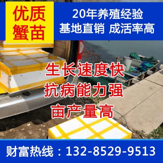 沭阳县扣蟹苗