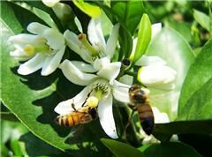 意蜂蜂蜜 塑料瓶装 2年以上 98%