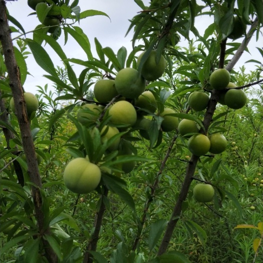 简阳市蜂糖李苗
