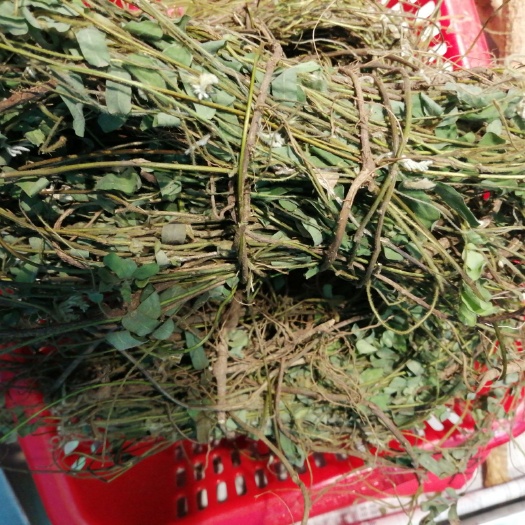 深圳鸡骨草