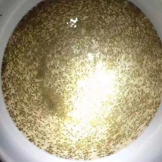 广州罗非鱼苗 罗非水花