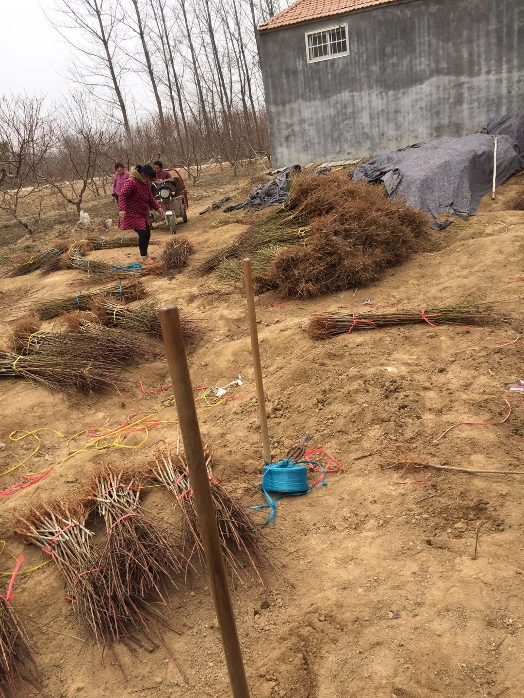 红不软桃苗  红不软桃树苗 七月份中上旬上市，死苗补发，免费