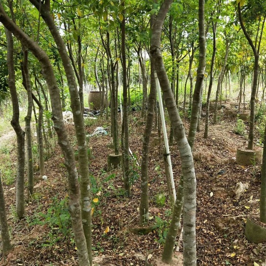 灵山县杨桃树苗