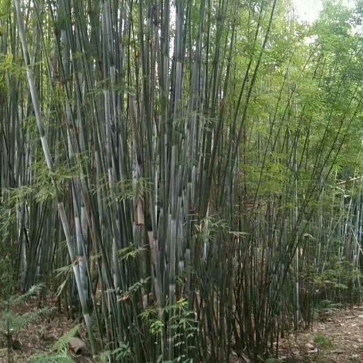 龙门县粉单竹