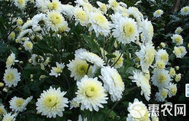 金丝黄菊苗 白菊花，黄菊花，