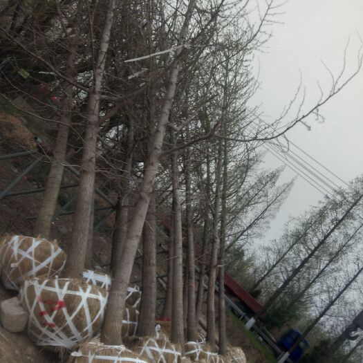 邳州市银杏实生苗
