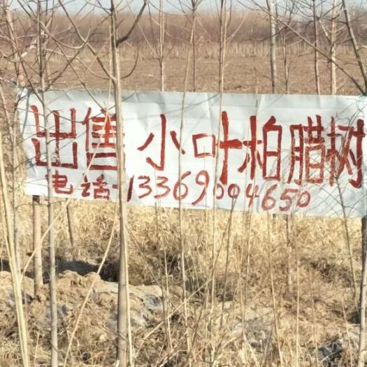 玛纳斯县小叶白蜡树 小，大叶柏腊树