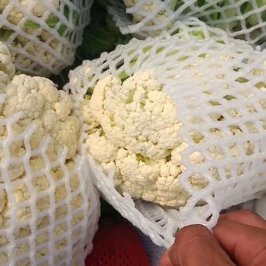 徐州白面青梗松花菜  个大，面白，腿长，上货快，，诚信经营