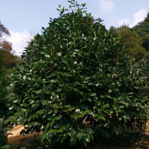 宁波茶花树 140cm以上