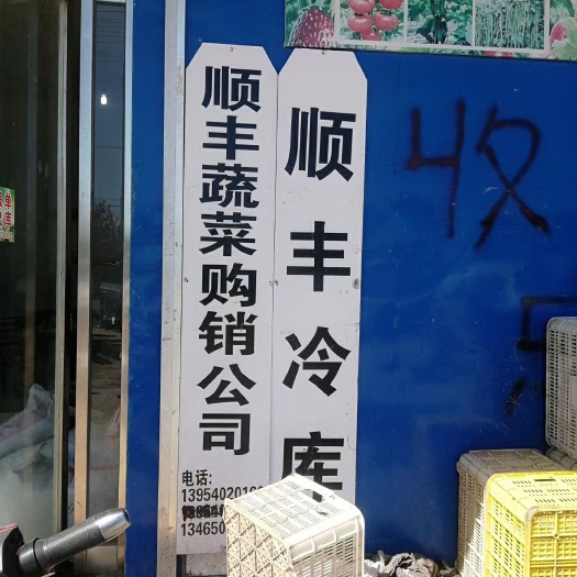 曹县上海青 8 ~10cm
