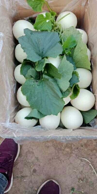 翠瓜香瓜大量上市价格优品质好电商超市批发商