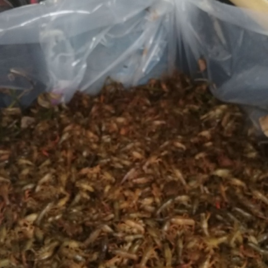 绵阳青虾苗