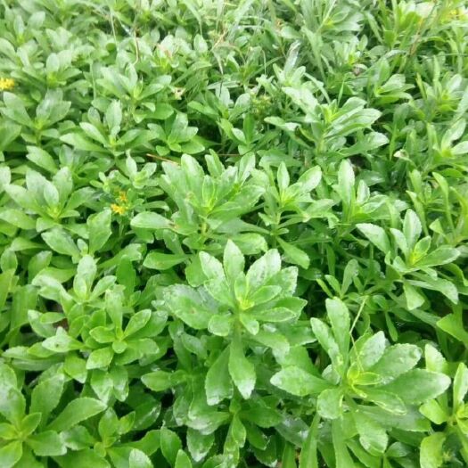 济南救心菜种子  救心菜种苗，养心菜苗，多年生蔬菜种苗