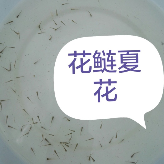 黄冈 麻鲢花鲢苗胖头鱼苗供自孵化水花乌仔苗1~3公分