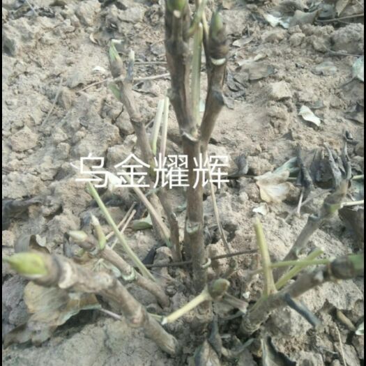 菏泽观赏牡丹 0.5米以下 2cm以下 4cm以下