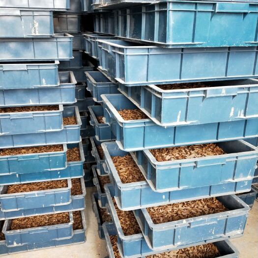 阳春市大麦虫 优质