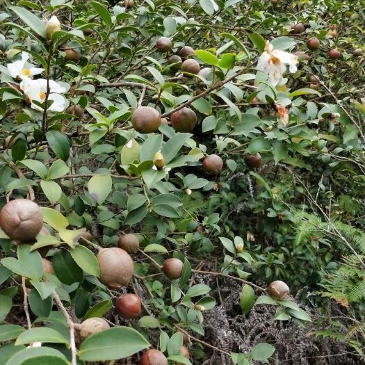 百色野生山茶油