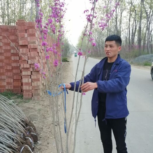 沭阳县丛生紫荆  紫荆