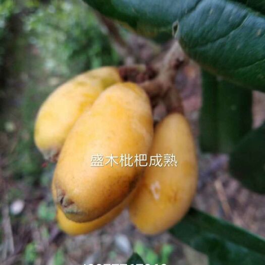 灵山县茂木枇杷树苗