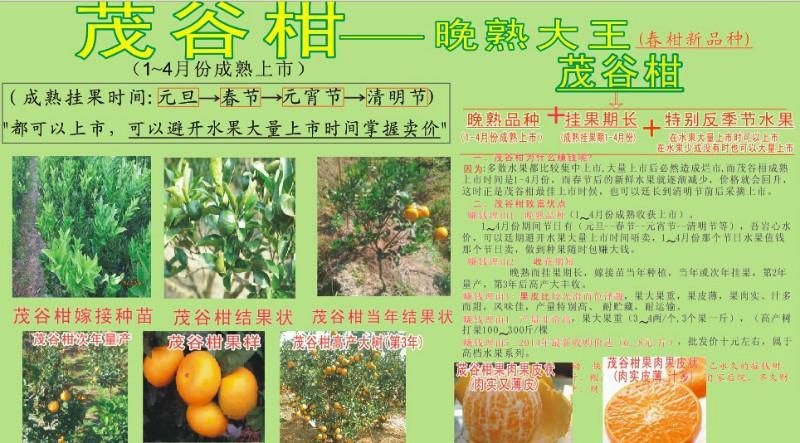 茂谷柑苗  产地直销 。全国包邮，品质保证，可开发票