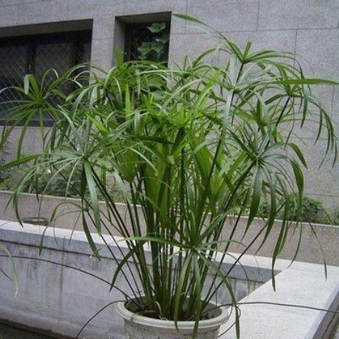 沭阳县景观盆栽