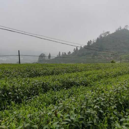 黄山黄山毛峰