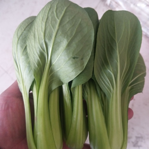 曹县上海青 8 ~10cm