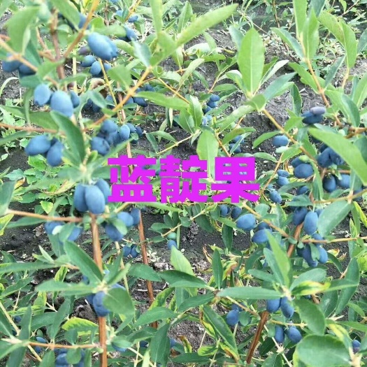 蓝靛果苗  产地批发当年结果