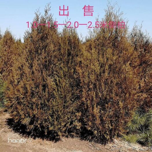 克什克腾侧柏苗