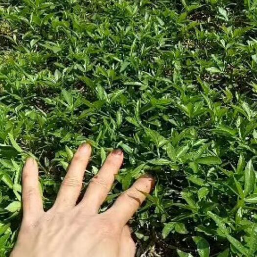 昭通九叶青花椒苗