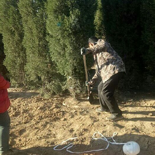 绛县北京桧/望都桧