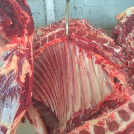 兰陵县肉马 400-600斤