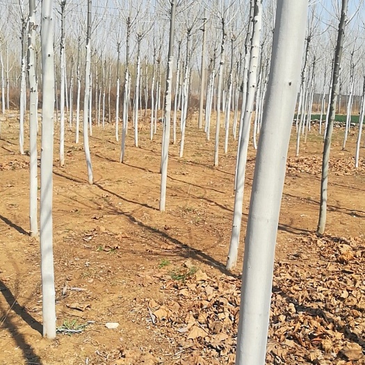 宁阳县速生法桐