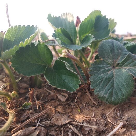 泰安章姬草莓苗 10~20公分 地栽苗