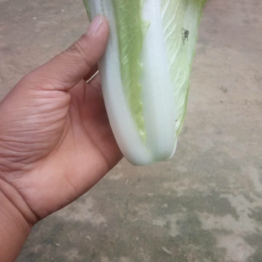 曹县奶白菜 1斤以下 净菜
