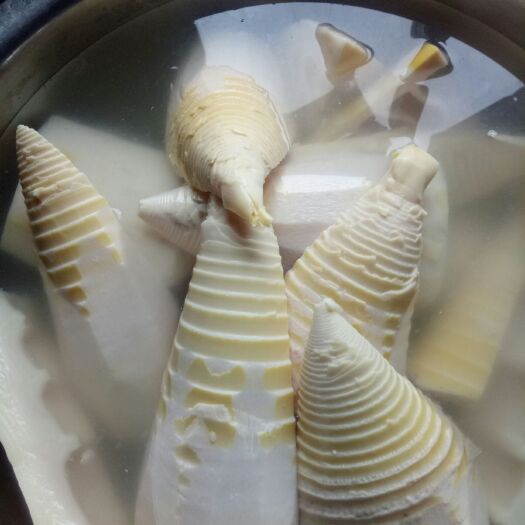 重慶市楠竹筍 鮮筍