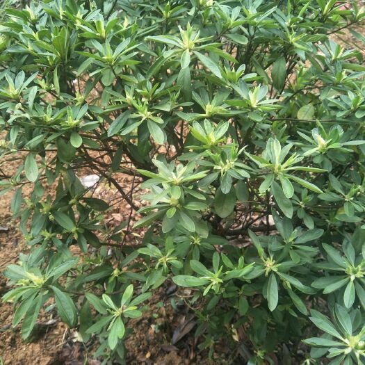 长沙春鹃 0.5~1米