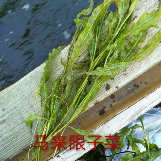 安新县马来眼子菜