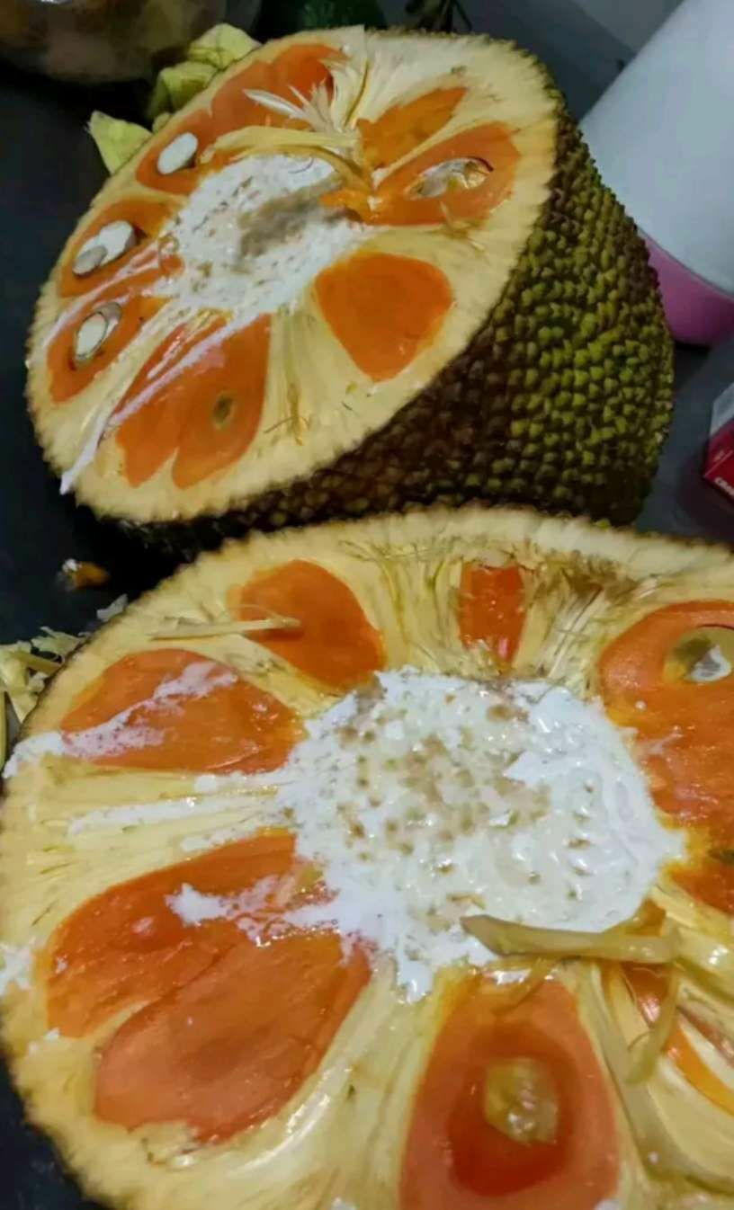 红肉菠萝蜜苗