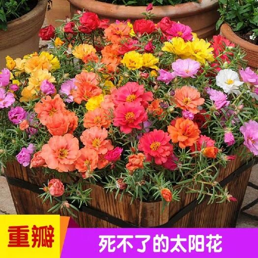 新沂市太阳花种子 花草种子草坪种子绿化
