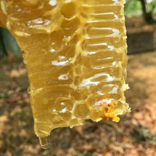 北流市土蜂蜜 塑料瓶装 2年以上 