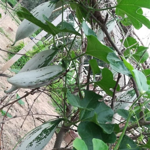 变色瓜种子