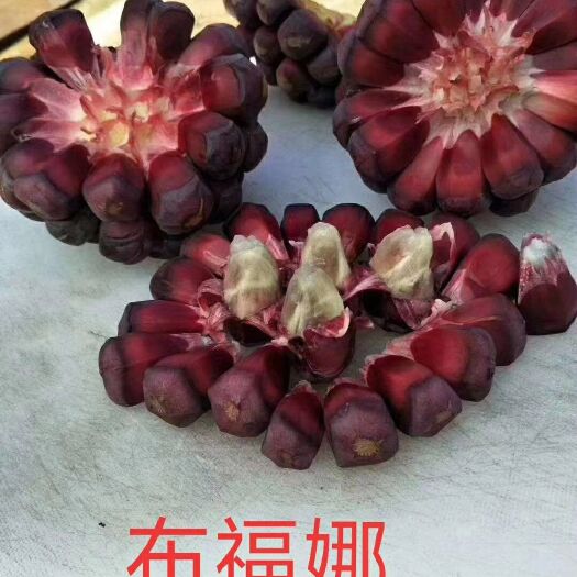 灵山县粉红黑老虎苗